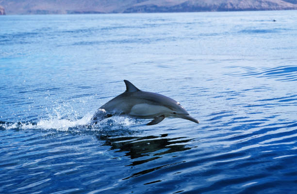 istock Common Dolphin, delphinus delphis, Adult Leaping, Mexico 1250932669