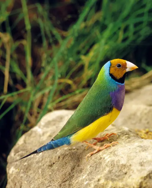 Yellow-Headed Gouldian Finch, chloebia gouldiae, Adult