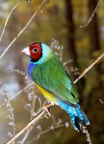 Gouldian Finch, chloebia gouldiae, Adult