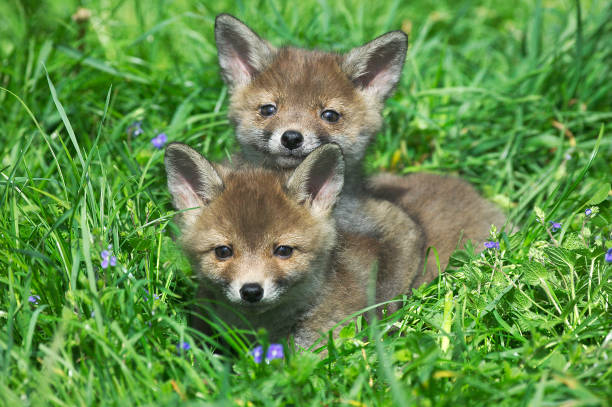 istock Red Fox, vulpes vulpes, Pup Laying on Grass, Normandy 1250932860