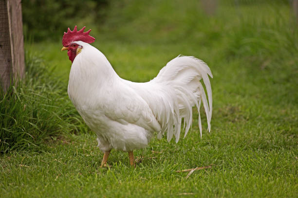 istock White Leghorn, Domestic Chicken, Cockerel standing on Grass 1250932950