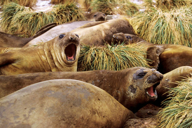 foca-elefante do sul, mirounga leonina, fêmeas chamando, antártica - animal elephant seal seal yawning - fotografias e filmes do acervo