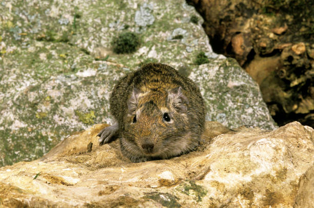 istock Degu or Chilean Rat, octodon degus, Adult 1250933025