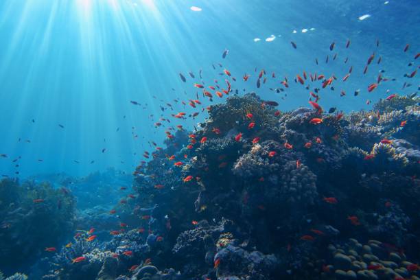 lumière du soleil vivant sous l’eau. rayons de soleil brillant sous l’eau sur le récif corallien tropical. conservation des écosystèmes et de l’environnement - scuba diving flash photos et images de collection