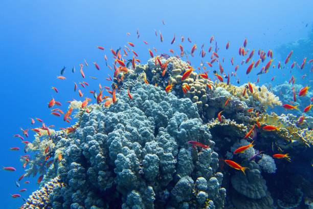 beautiful tropical coral reef with shoal of coral fish - starting at the bottom imagens e fotografias de stock
