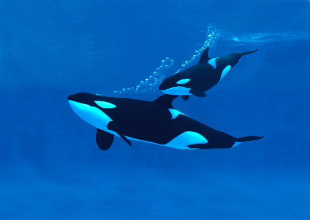 ballena asesina, orcinus orca, madre con becerro - ballena orca fotografías e imágenes de stock