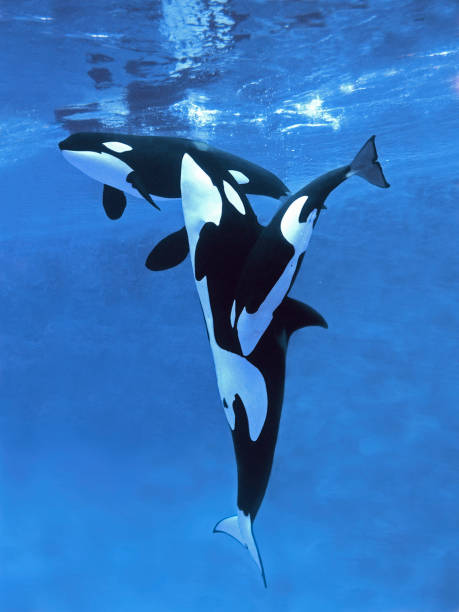 istock Killer Whale, orcinus orca, Mother with Calf 1250933148