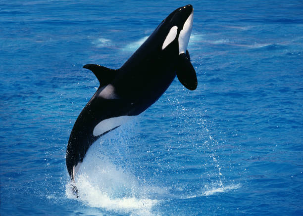 Killer Whale, orcinus orca, Adult Breaching Killer Whale, orcinus orca, Adult Breaching killer whale photos stock pictures, royalty-free photos & images