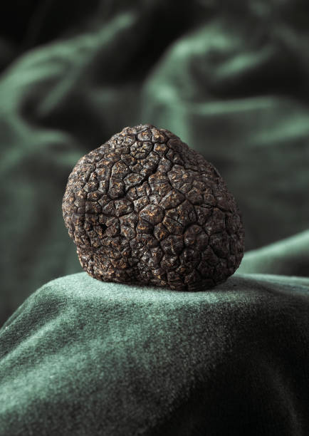 佩里戈德·特魯夫勒,塊莖黑色素 - truffle tuber melanosporum mushroom 個照片及圖片檔