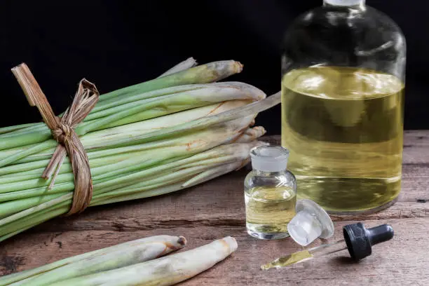Lemon Grass (Cymbopogon citratus) and Citronella oil in glass bottle and glass dropper on wood table background. Lemongrass oil for spa and insects repellent concept.