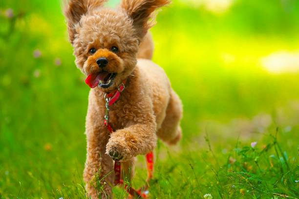 istock dog 277 Dog-walking 1250934541