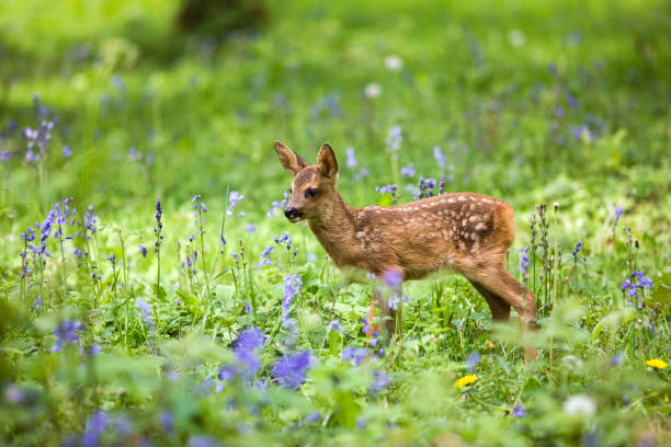 istock Roe Deer, capreolus capreolus, Fawn with Flowers, Normandy 1250934805