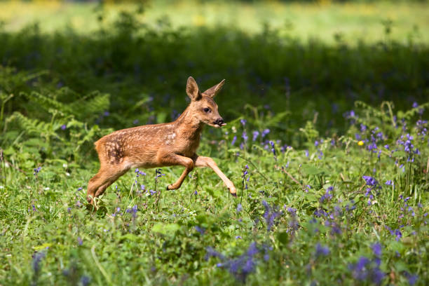 istock Roe Deer, capreolus capreolus, Fawn running through Flowers, Normandy 1250934811