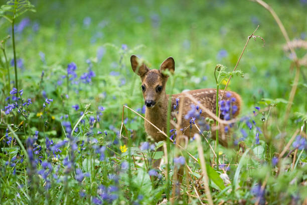 istock Roe Deer, capreolus capreolus, Fawn with Flowers, Normandy 1250934820