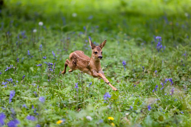 istock Roe Deer, capreolus capreolus, Fawn running through Flowers, Normandy 1250934825