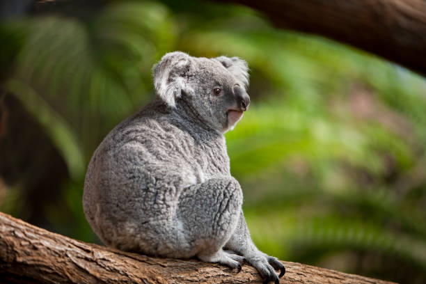 istock Koala, phascolarctos cinereus, Female sitting on Branch 1250934850