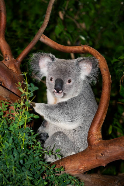 istock Koala, phascolarctos cinereus, Male Sitting on Branch 1250934879