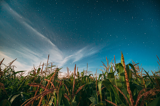 Night Starry Sky Above Green Maize Corn Field Plantation In Summer Agricultural Season. Night Stars Above Cornfield In August Month.
