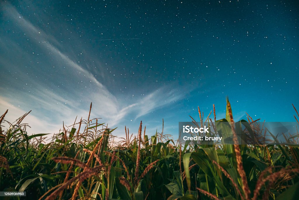 Night Starry Sky Above Green Maize Corn Field Plantation In Summer Agricultural Season. Night Stars Above Cornfield In August Month Night Starry Sky Above Green Maize Corn Field Plantation In Summer Agricultural Season. Night Stars Above Cornfield In August Month. Corn - Crop Stock Photo