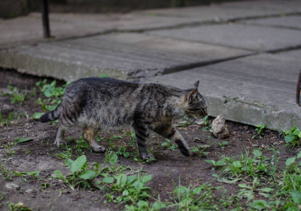 istock A street cat is walking. Yard stray cat. 1250935956