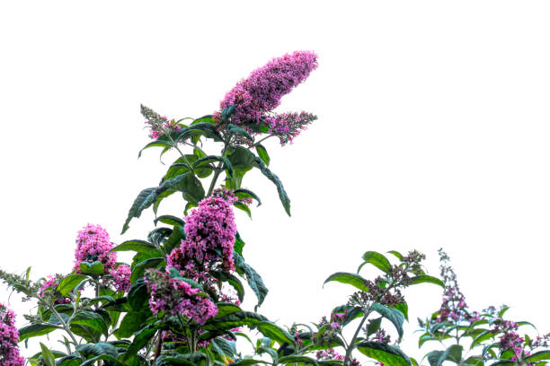 A handful of flowers Ceanothus on a branch of a bush in the garden