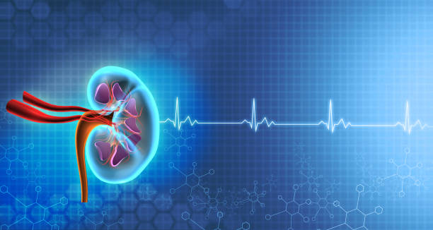 istock Kidney anatomy on medical background 1250937238