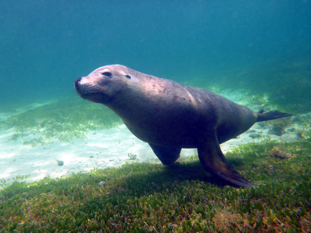 istock Bull endangered Australian sea lion underwater 1250938205