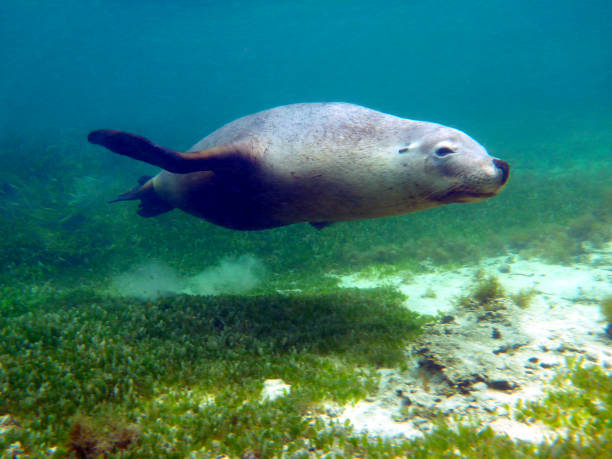 istock Male Australian sealion 1250938816