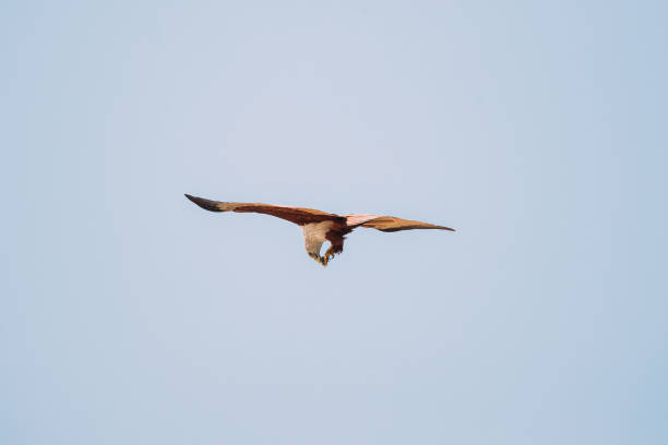 istock Goa, India. Brahminy Kite Eating Crab In Flight In Blue Sky 1250938819
