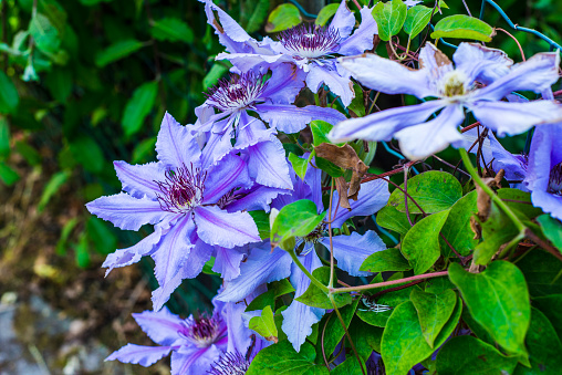 A group of red and violet clematis viticella and purpurea flowers is on a blurred background with a white fence