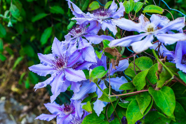 Flowering blue clematis in the garden. Beautiful lilac clematis flower Flowering blue clematis in the garden. Beautiful lilac clematis flower UK clematis stock pictures, royalty-free photos & images