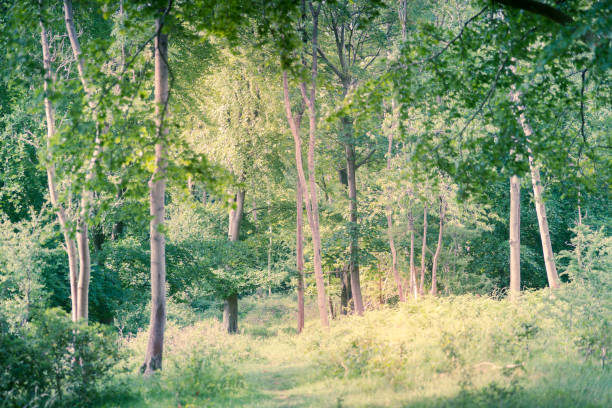 istock Landscape of lush young green forest with native trees UK 1250939135