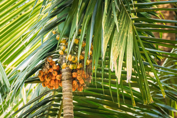 istock Goa, India. Areca Catechu Palm With Narcotic Nuts On Background Green Leaves 1250939267