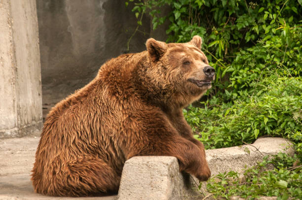 istock Grizzly bear in zoo 1250939401
