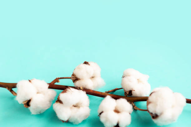 istock cotton branch on blue pastel background flat lay top view copy space 1250940028