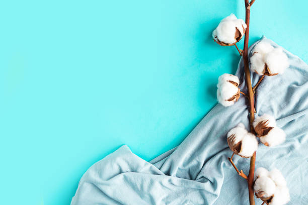 istock blue cotton material and cotton branch on blue pastel background 1250940042