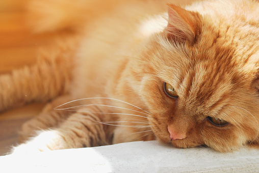 one red-haired old cat close-up lies on the doorstep and is sad