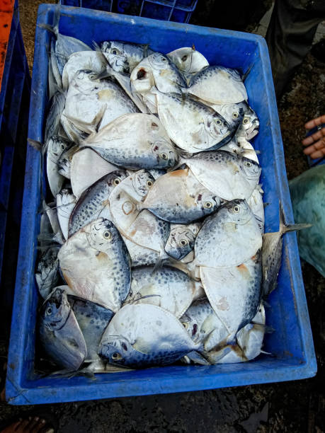 istock A bunch of flat pomfret fish. 1250940777
