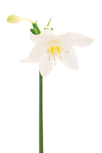 istock White flower with green leaves. 1250941030