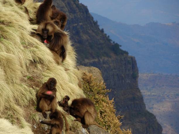 Gelada monkeys resting on cliff in the Simien highlands in northern Ethiopia
