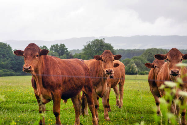 istock brown cows standing outdoors on green farmland 1250944328