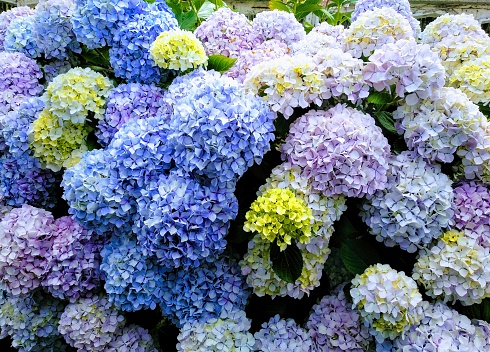 Hydrangea flowered bush, flowerbed full frame. A Coruna, Galicia, Spain.