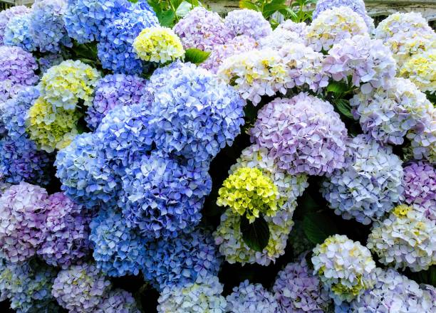 blue hydrangea flowered bush - hydrangea gardening blue ornamental garden imagens e fotografias de stock