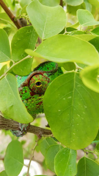 Green chameleon hiding in leaves