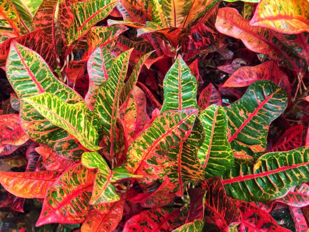 istock colorful nature leaves 1250949274
