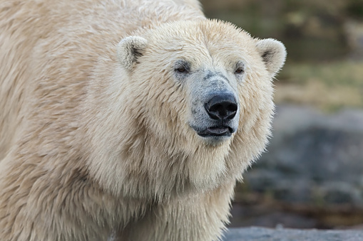 Polar bear close-up portrait.