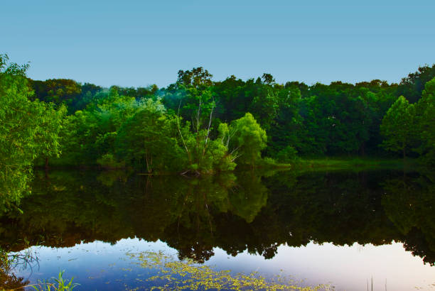 istock Green trees shrubs near the water 1250950570