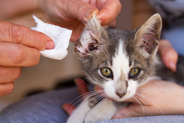 Cleaning Dirty Ear Of Cute Kitten stock photo