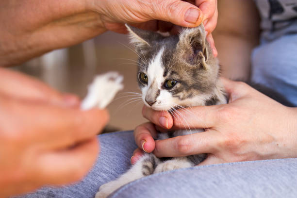 istock Cleaning The Ears Of Cute Kitten 1250951036
