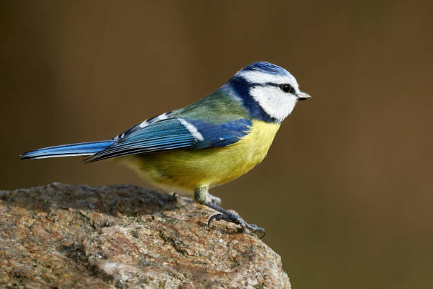istock Side view of a wild bluetit bird perched on rock in a forest 1250951966